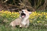 CORGI PEMBROKE 1180